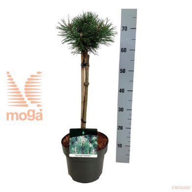 http://twentheplant.nl/tsd/70712_PINMCOLU_s040p23_1.jpg