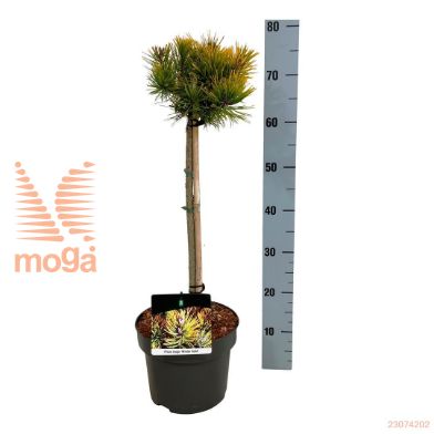 http://twentheplant.nl/tsd/70712_PIMWGOLD_s040p23_1.jpg