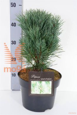 http://twentheplant.nl/tsd/70712_PINSFAST_8P23030040_1.jpg
