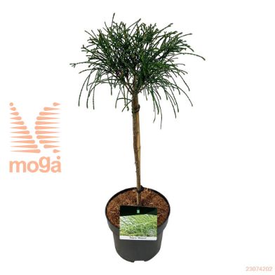 http://twentheplant.nl/tsd/70712_THPWHIPC_s040p23_1.jpg