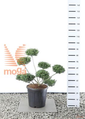 http://twentheplant.nl/tsd/69137_ILCSTOKE_VPL060080E20_1.jpg