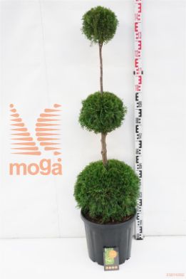 http://twentheplant.nl/tsd/69137_THOSMARA_VBL3100C15_1.jpg