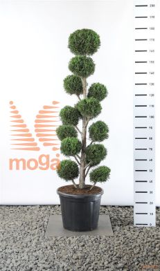 http://twentheplant.nl/tsd/69137_cul2001_VM125150EC3_1.jpg
