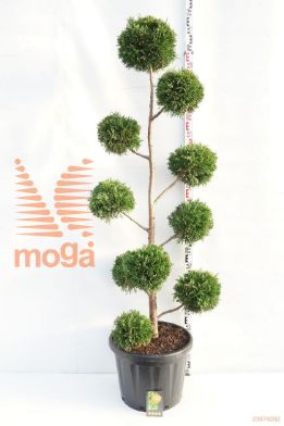 http://twentheplant.nl/tsd/69137_CULEYLAN_VM150175EC4_1.jpg