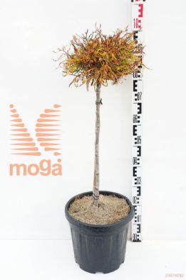 http://twentheplant.nl/tsd/55037_FASMERCE_s060c15_1.jpg