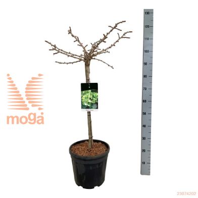 http://twentheplant.nl/tsd/55037_GIBMARIK_S060C15_1.jpg