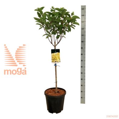 http://twentheplant.nl/tsd/55037_HYPCANDL_S060C15_2.jpg