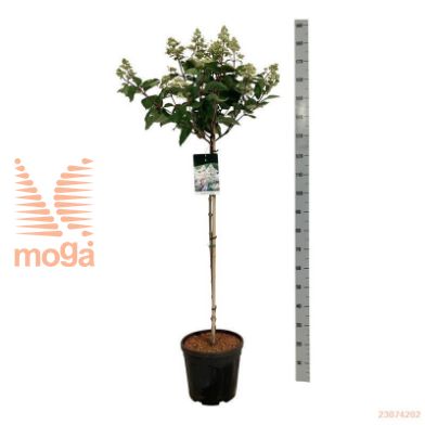 http://twentheplant.nl/tsd/55037_HYPEHARR_s090c15_2.jpg