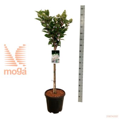 http://twentheplant.nl/tsd/55037_HYPEHARR_S060C15_2.jpg