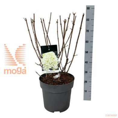 http://twentheplant.nl/tsd/55037_HYPSKYFA_9c15060080_1.jpg