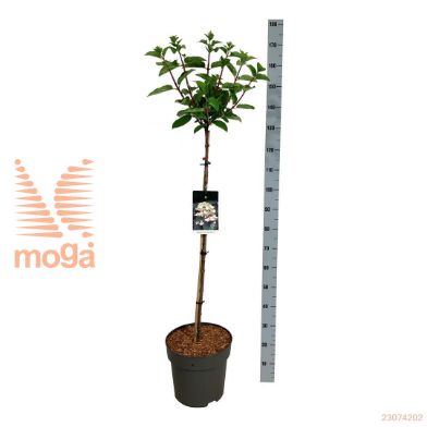 http://twentheplant.nl/tsd/55037_HYPWRED_s090c15_2.jpg