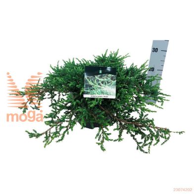 http://twentheplant.nl/tsd/55037_JUCRISTO_8P26050060_2.jpg