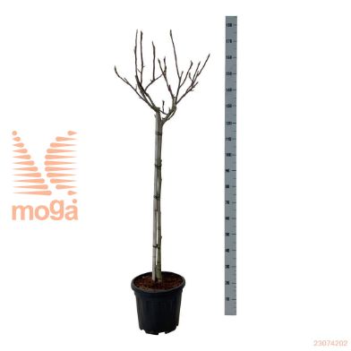 http://twentheplant.nl/tsd/55037_MARARED_s080c15_1.jpg