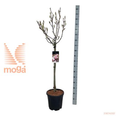 http://twentheplant.nl/tsd/55037_MASOULAN_S080C15_1.jpg