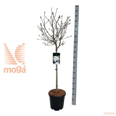 http://twentheplant.nl/tsd/55037_MASTELLA_S080C15_1.jpg