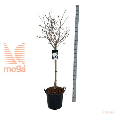 http://twentheplant.nl/tsd/55037_MASTELLA_s080c30_1.jpg