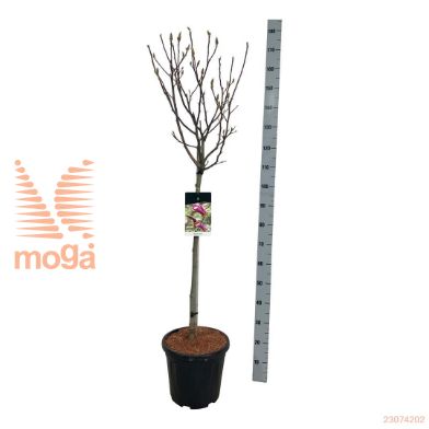 http://twentheplant.nl/tsd/55037_MASUSAN_s080c30_1.jpg