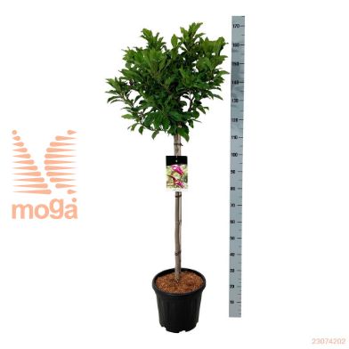 http://twentheplant.nl/tsd/55037_MASUSAN_s080c15_2.jpg