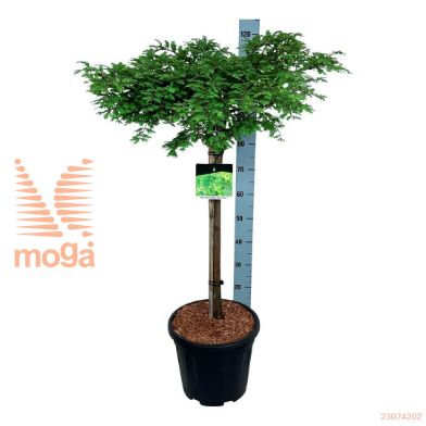 http://twentheplant.nl/tsd/55037_MEGMGRAC_S060C15_2.jpg
