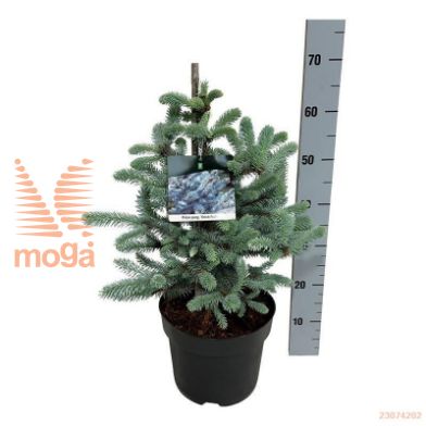 http://twentheplant.nl/tsd/55037_PIPEFRAH_8P26040050_1.jpg
