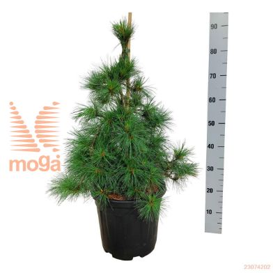 http://twentheplant.nl/tsd/55037_PISNFALL_9C15060080_2.jpg