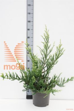 http://twentheplant.nl/tsd/55037_SESADPRE_8P26050060_1.jpg