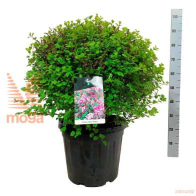 http://twentheplant.nl/tsd/55037_SYMPALIB_VBL5060C30_2.jpg