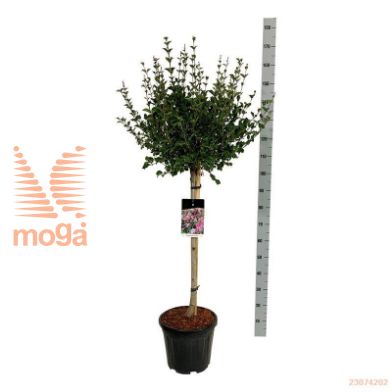 http://twentheplant.nl/tsd/55037_SYMPALIB_s080c15_1.jpg