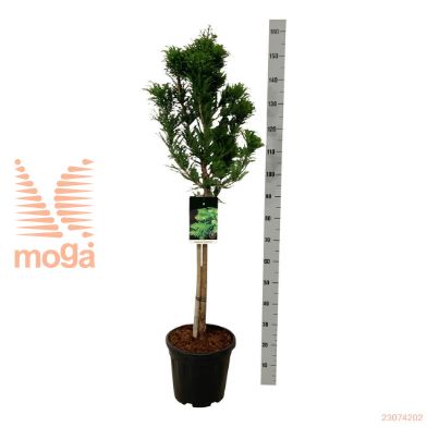 http://twentheplant.nl/tsd/55037_TADPMINA_S060C15_2.jpg