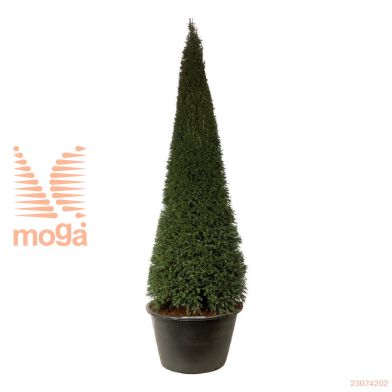http://twentheplant.nl/tsd/55037_TABACCAT_VP300350500_2.jpg