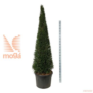 http://twentheplant.nl/tsd/55037_TABACCAT_VP200225130_2.jpg