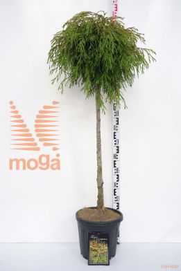 http://twentheplant.nl/tsd/55037_THPKBEAU_s100c15_1.jpg