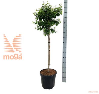 http://twentheplant.nl/tsd/55037_BEPMGLOB_s090c15_2.jpg
