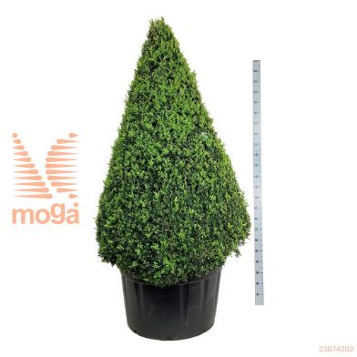 http://twentheplant.nl/tsd/55037_BUSEMPER_VP175200C29_1.jpg