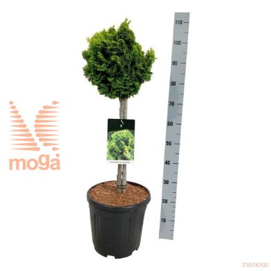 http://twentheplant.nl/tsd/55037_CHONAURE_S050C152530_2.jpg