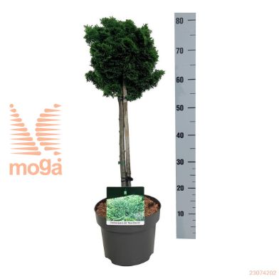 http://twentheplant.nl/tsd/70712_CHONGRAC_s040p23_1.jpg