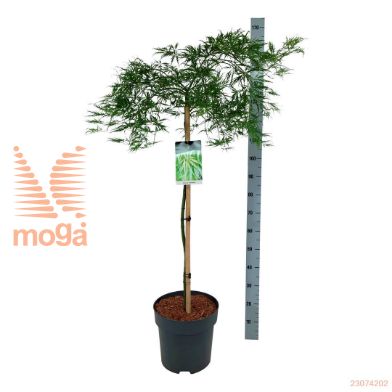 http://twentheplant.nl/tsd/55037_ACPDISSE_S100C30_2.jpg