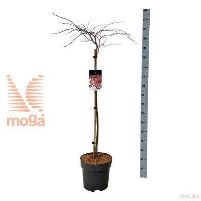 http://twentheplant.nl/tsd/55037_ACPGARNE_s100c30_1.jpg
