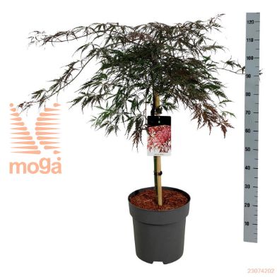 http://twentheplant.nl/tsd/70712_ACPGARNE_S060C15_2.jpg