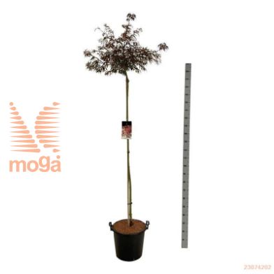 http://twentheplant.nl/tsd/55037_ACPGARNE_S160C30_2.jpg