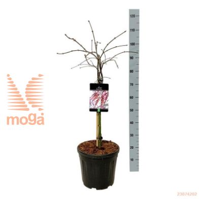 http://twentheplant.nl/tsd/70712_ACPGARNE_s050c15_1.jpg