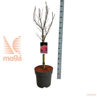 http://twentheplant.nl/tsd/70712_ACPSBROO_s050c15_1.jpg