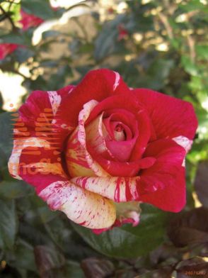 http://twentheplant.nl/tsd/74813_ROBROCEL_8P23_1.jpg