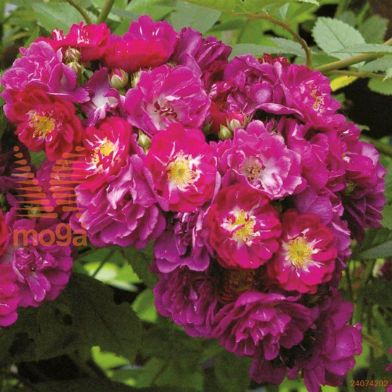 http://twentheplant.nl/tsd/74813_ROPBLUE_8P26_1.jpg