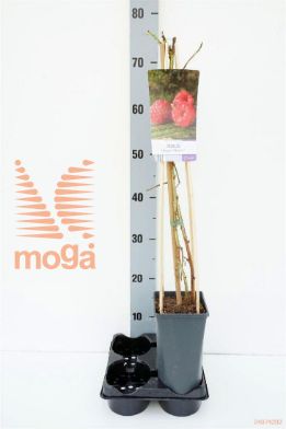 http://twentheplant.nl/tsd/90550_RUIMEEKE_8PSP_1.jpg