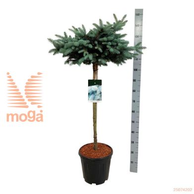 http://twentheplant.nl/tsd/55037_PIPGGLOB_S080C155060_2.jpg