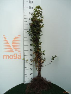 http://twentheplant.nl/tsd/76451_ACCAMPES_B211060100_1.jpg