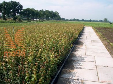 http://twentheplant.nl/tsd/76451_ACCAMPES_B312100140_1.jpg
