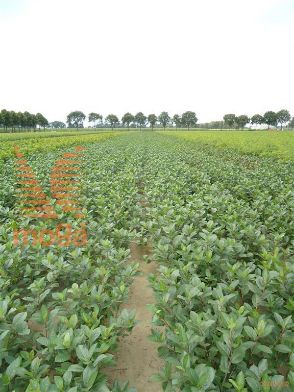 http://twentheplant.nl/tsd/76451_ARMELANO_B211030050_1.jpg