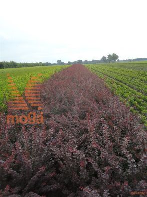 http://twentheplant.nl/tsd/76451_BETATROP_B312060080_1.jpg